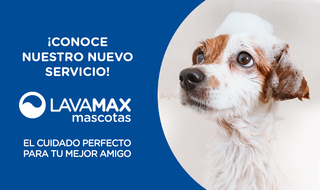 Cover Imagen Noticia: ¡Llegó Lavamax Mascotas a Concón, Providencia y Las Condes!