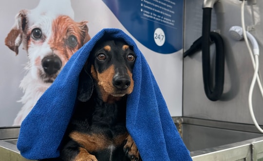 Cover Imagen Noticia: Todo lo que necesitas saber de lavado mascotas