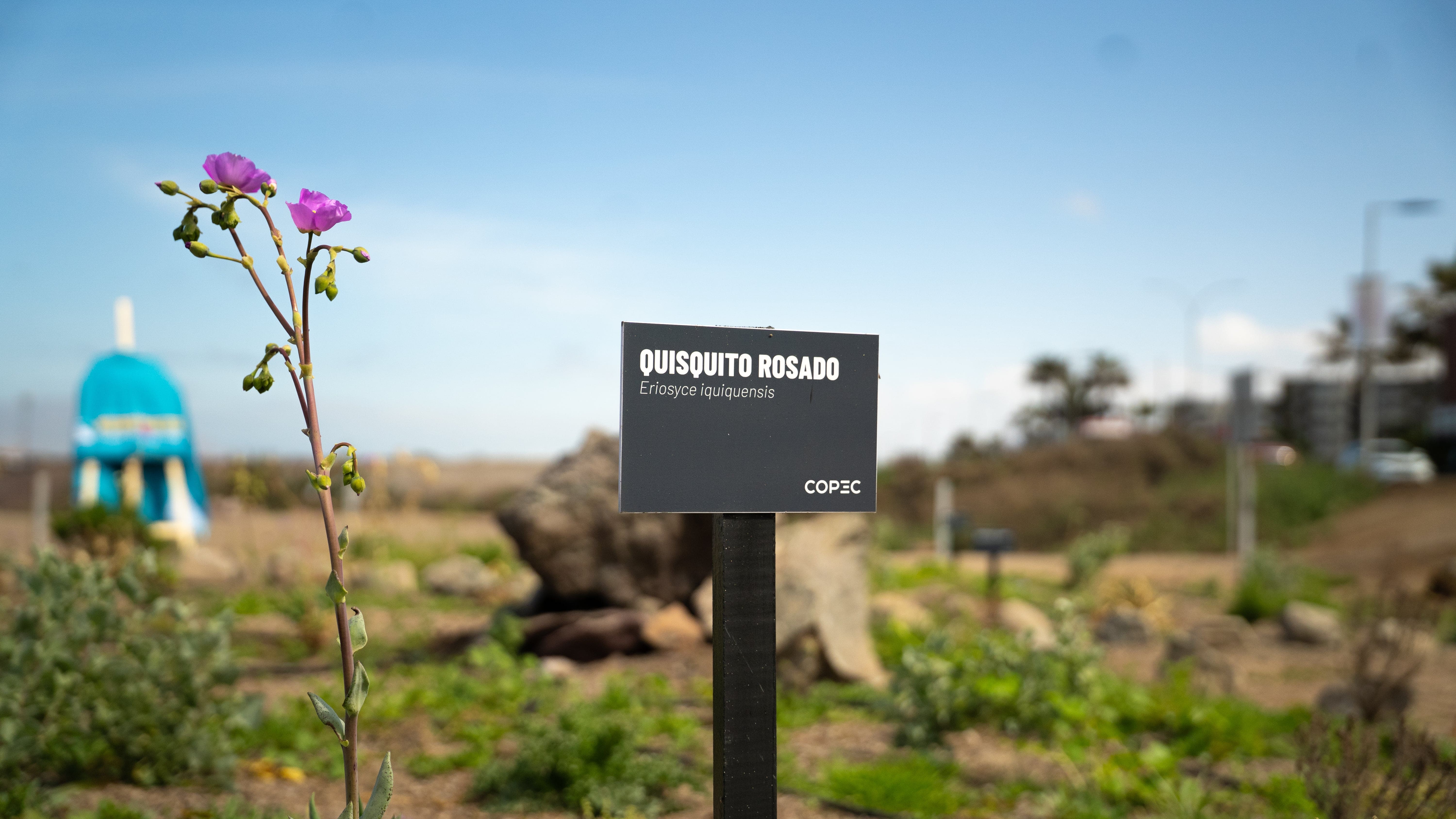  Humedal Aguada La Chimba 4